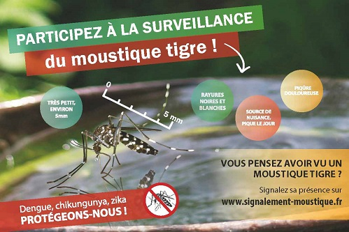 Moustique tigre : luttons contre sa prolifération ! - Ville de Gerzat