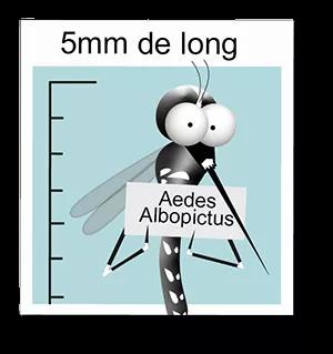 Aedes albopictus - 5 mm de long